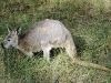 Kleines graues Känguruh, Grampians, Victoria, Auistralien