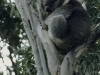 Koala-Bär in New South Wales, Australien