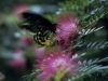 Schmetterling im Regenwald des nördlichen Queensland, Australien