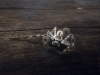 Spinne, Queensland, Australien