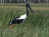 Ein Jaburi im Sumpfland des Kakadu Nationalpark, Northern Territory, Australien