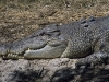 Ein Süsswasserkrokodil im tropischen Norden, Kakadu Nationalpark, Northern Territory, Australien