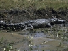 Süsswasser-Krokodil bei Yellow Waters im Kakadu Nationalpark, Northern Territory, Australien