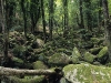 Wald am Monte Capanne, Elba, Toskana, Italien