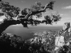 Eiche oberhalb der Cote d'Or im Estérel-Massif, Cote d'Azur, Frankreich
