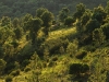 Waldzone im Estérel-Massif, Cote d'Azur, Frankreich