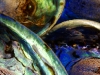 Paua Muscheln, Neuseeland