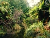 Urwald am Lake Waikaremoana, Te Urewera Nationalpark, Nordinsel,  Neuseeland