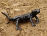 Alpensalamander in den Lechtaler Bergen, Tirol, Österreich