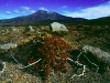 Vegetation am Tongariro, Tongariro Nationalpark, Neuseeland