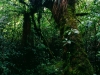 Mischregenwald im Tongariro Nationalpark, Nordinsel Neuseeland