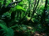 Regenwald im Tongariro Nationalpark, Nordinsel Neuseeland