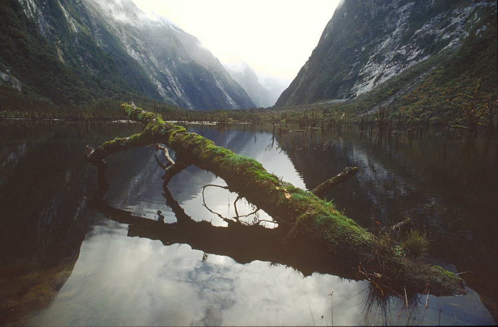 Lange zieht sich der Wanderweg "Milford Track" durch ein Trogtal mit märchenhaften Regenwälder, See- und Sumpflandschaften im Fjordland, Neuseeland