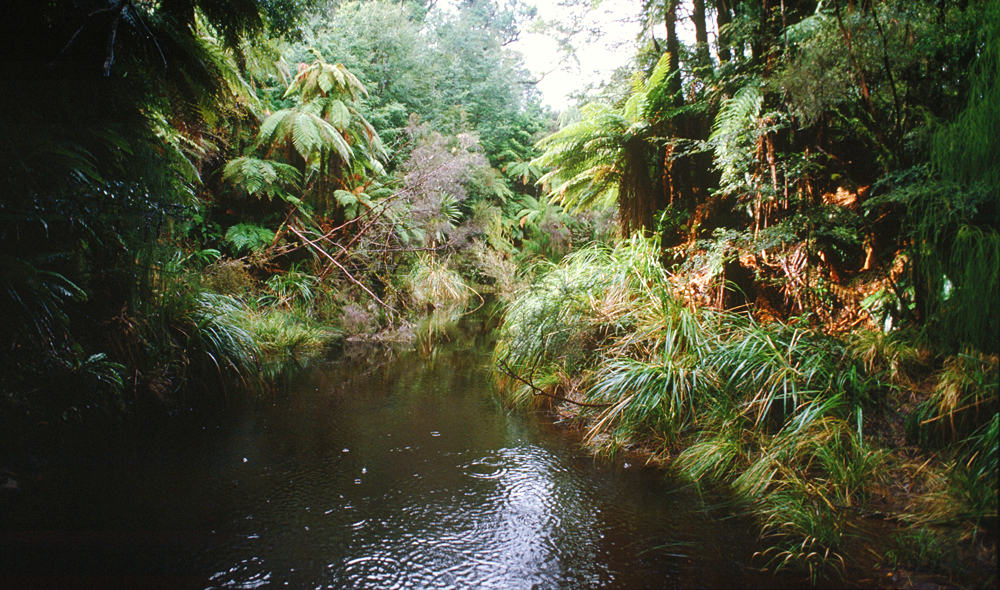 Die Regenwaldgebiete um den Lake Waikaremoana sind einige der wenigen zusammenhängend erhaltenen Urwälder Neuseelands (Te Urewera Nationalpark, Nordinsel, Neuseeland)