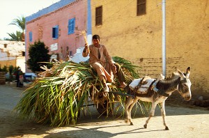 Bauer fährt seine Zuckerrohrernte auf einem Eselskarren ein, Luxor, Ägypten