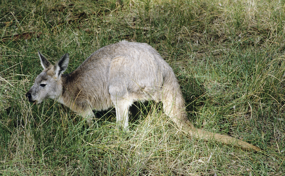 Wappentier von Australien - das Känguruh