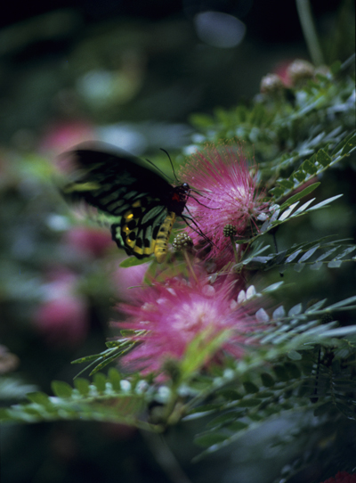 Schmetterling im tropischen Regenwald des nördlichen Queensland, Australien