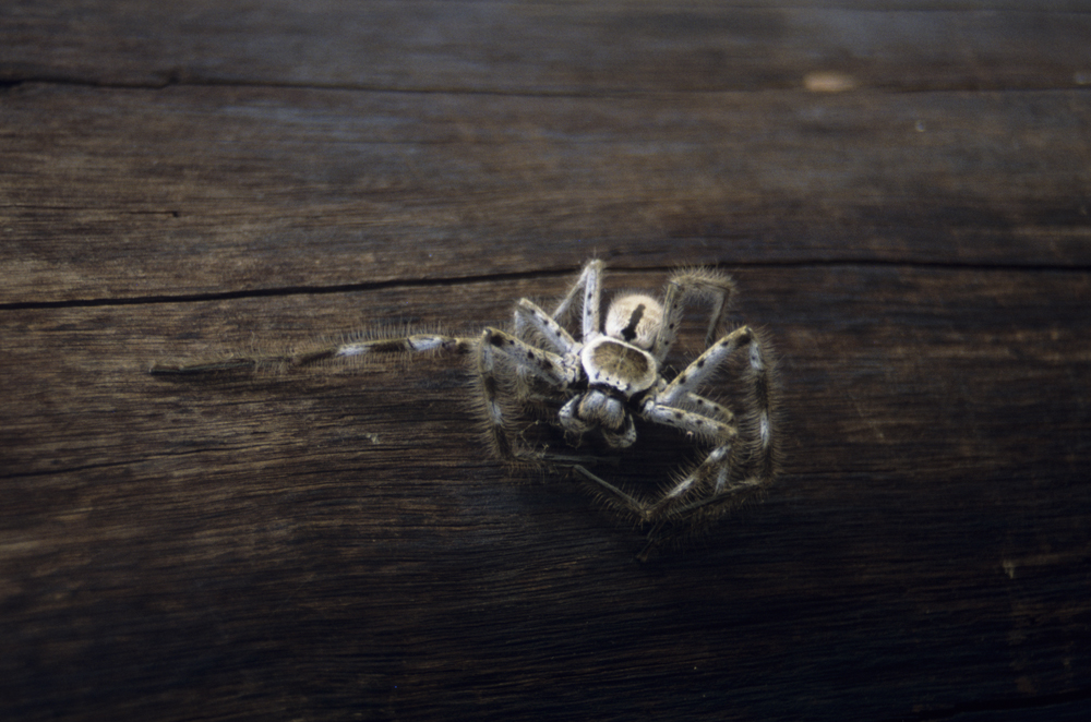 Spinnen finden sich in Australien allen Grössen und Gestalten