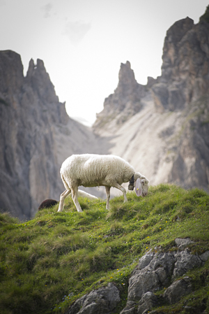 Schaf auf der Erlalm vor der Eppzirler Scharte, Karwendel, Tirol, Österreich
