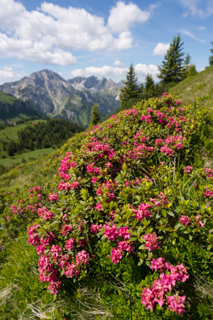 Alpenrosen auf der Hirschwangalm vor der Hochplatte, Ammergauer Alpen, Deutschland