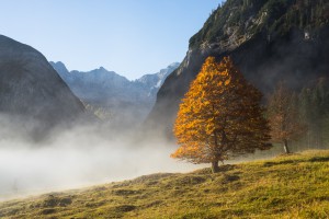 Herbstwald auf dem großen Ahornboden, Karwendel, Tirol, Österreich