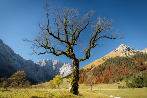 Bergahorn auf dem großen Ahornboden, Karwendel, Tirol, Österreich