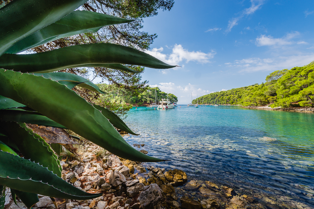Segelboote und Yachten ankern in der Bucht Krivica umgeben von Felsenküste, Pinienwald und einer Agave an der Insel Lošinj, Kvarner Bucht, Kroatien