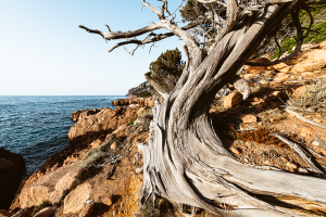 Windgebeugter krummer Wacholderbaum an den roten Porphyrfelsen an der Coccorocci-Bucht an der Ostküste von Sardinien, Ogliastra, Italien