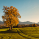 Zwei Eichen mit orangenem Herbstlaub vor dem Panorama der bayrischen Voralpen mit Benediktenwand, Jochberg, Herzogstand und Heimgarten in der Abendsonne, Bayern, Deutschland
