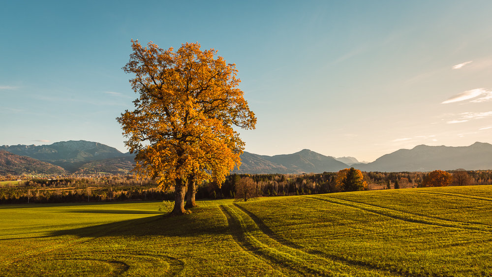 Zwei Eichen mit orangenem Herbstlaub vor dem Panorama der bayrischen Voralpen mit Benediktenwand, Jochberg, Herzogstand und Heimgarten in der Abendsonne, Bayern, Deutschland