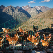 Der Hühnerstall am Brunnenkogelhaus ist sicher der höchstgelegene von Sölden, Ötztaler Alpen, Österreich