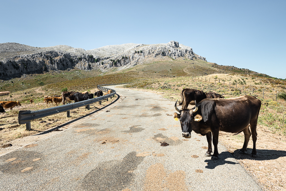 Kühe stehen in der Mittagssonne auf der Straße entlang der wilden, karstigen Bergkette des Monte Albo, Baronia, Sardinien,Italien