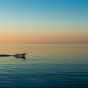 Ein Fischer fährt mit seinem Motorboot durch das stille Meer an der Küste von Jütland vor dem bunten Himmel der Morgendämmerung, Djursland, Dänemark