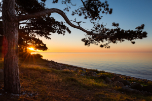 Ein Ast einer Kiefer ragt über das Meer mit der Sonne bei Sonnenaufgang am Ufer der Ostsee auf der Halbinsel Helganaes, Djursland, Jütland, Dänemark