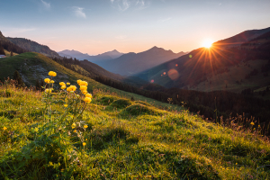 Gelb blühende Trollblumen auf einer grünen Almwiese in den Tiroler Alpen im Gegenlicht der Sonne beim Sonnenuntergang im Frühling, Österreich