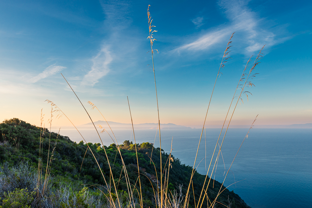 Blick durch Grashalme im Maremma Naturpark Monti dell Uccelina auf die Küste der Toskana mit dem Monte Argentario in der Morgensonne, Italien