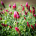 Rote Blüte des Inkarnat-Klees auf einem Feld in Oberbaybern im Frühling