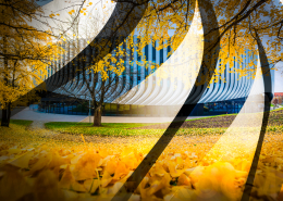 Herbstlich gelb gefärbte Gingko-Blätter am Boden und an Bäumen vor der modernen Fassade der SAP Garden Mehrzweckhalle im Olympiapark München, Deutschland