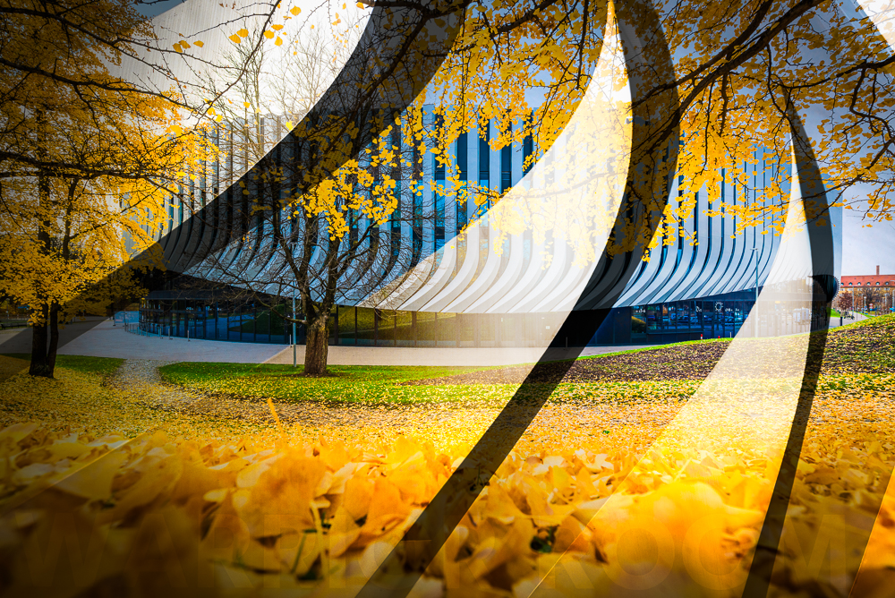 Herbstlich gelb gefärbte Gingko-Blätter am Boden und an Bäumen vor der modernen Fassade der SAP Garden Mehrzweckhalle im Olympiapark München, Deutschland Herbstlich gelb gefärbte Gingko-Blätter am Boden und an Bäumen vor der modernen Fassade der SAP Garden Mehrzweckhalle im Olympiapark München, Deutschland