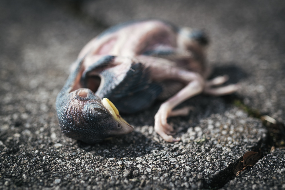 Totes, aus dem Nest gefallenes Küken eines Haussperlings auf einem Steinboden im Garten Totes, aus dem Nest gefallenes Küken eines Haussperlings auf einem Steinboden im Garten