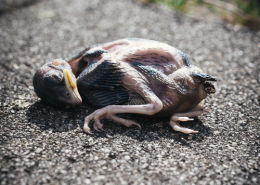 Totes, aus dem Nest gefallenes Küken eines Haussperlings auf einem Steinboden im Garten