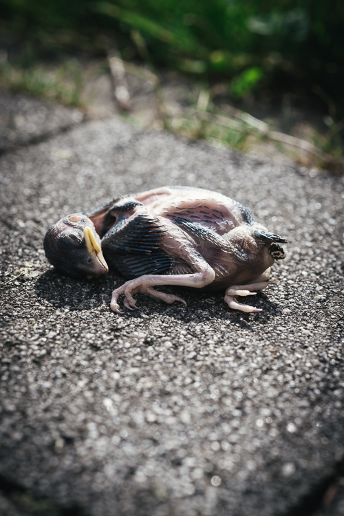 Totes, aus dem Nest gefallenes Küken eines Haussperlings auf einem Steinboden im Garten Totes, aus dem Nest gefallenes Küken eines Haussperlings auf einem Steinboden im Garten